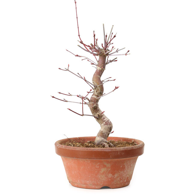 Acer palmatum deshojo, 27 cm, ± 8 jaar oud, met een nebari van 3 cm