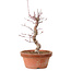 Acer palmatum deshojo, 27 cm, ± 8 Jahre alt, mit einem Wurzelhals von 3 cm