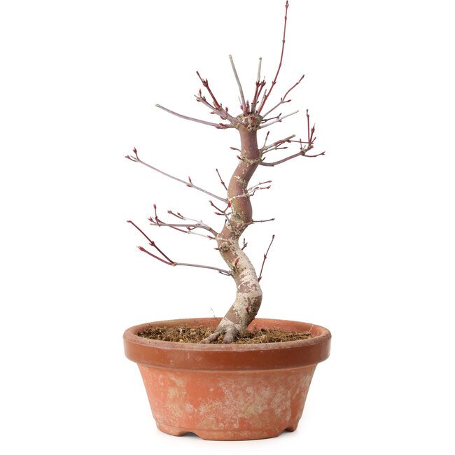 Acer palmatum deshojo, 27 cm, ± 8 jaar oud, met een nebari van 3 cm