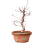 Acer palmatum deshojo, 27 cm, ± 8 anni, con nebari di 3 cm