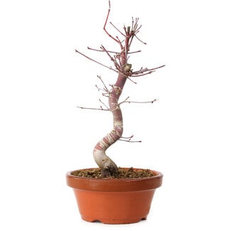 Acer palmatum deshojo, 27 cm, ± 8 Jahre alt