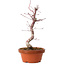 Acer palmatum deshojo, 27 cm, ± 8 jaar oud, met een nebari van 3 cm