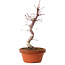 Acer palmatum deshojo, 27 cm, ± 8 ans, avec un nebari de 3 cm