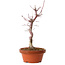 Acer palmatum deshojo, 27 cm, ± 8 anni, con nebari di 3 cm
