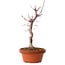 Acer palmatum deshojo, 27 cm, ± 8 ans, avec un nebari de 3 cm