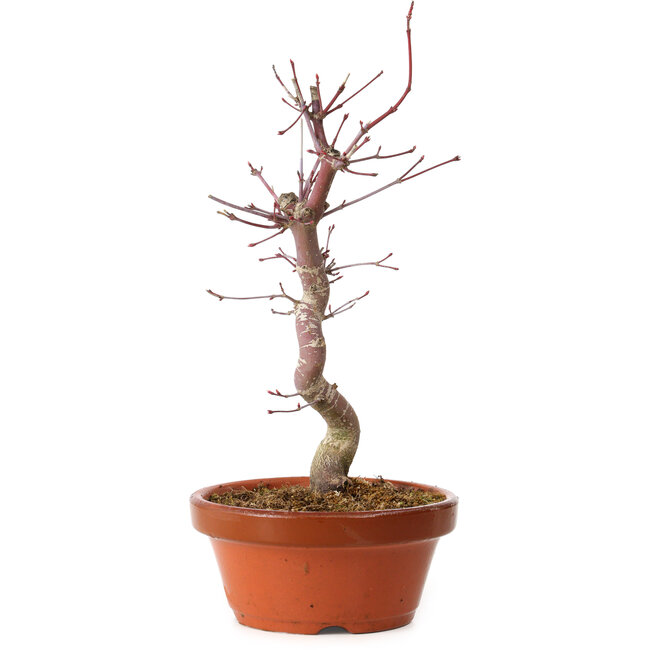 Acer palmatum deshojo, 27 cm, ± 8 jaar oud, met een nebari van 3 cm