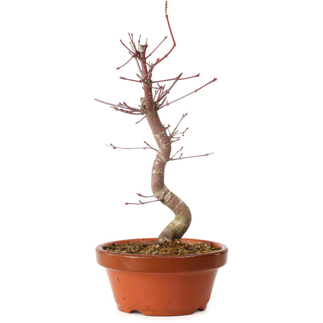Acer palmatum deshojo, 27 cm, ± 8 anni, con nebari di 3 cm