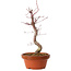 Acer palmatum deshojo, 27 cm, ± 8 years old, with a nebari of 3 cm