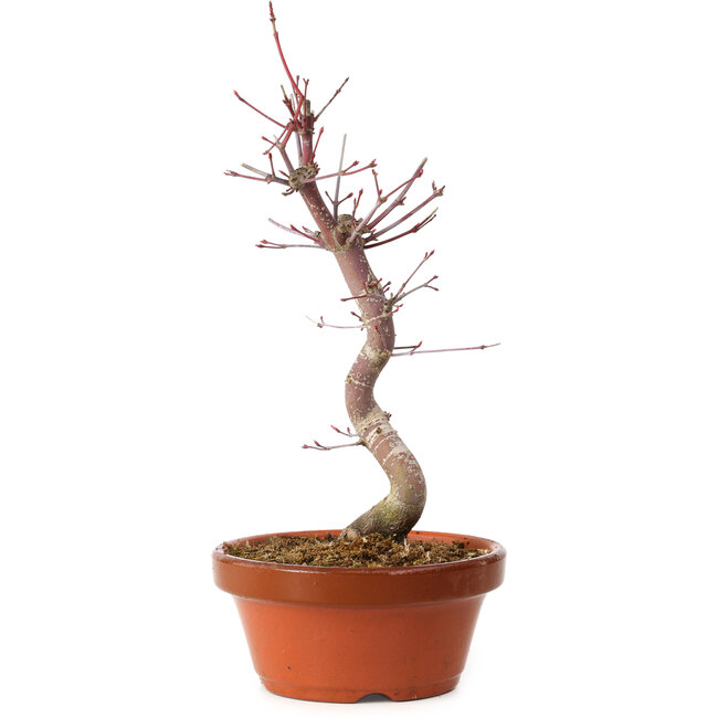 Acer palmatum deshojo, 27 cm, ± 8 anni, con nebari di 3 cm