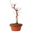 Acer palmatum deshojo, 27 cm, ± 8 anni, con nebari di 3 cm
