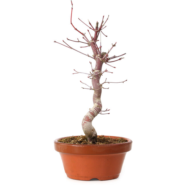 Acer palmatum deshojo, 27 cm, ± 8 ans, avec un nebari de 3 cm