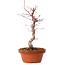 Acer palmatum deshojo, 27 cm, ± 8 jaar oud, met een nebari van 3 cm