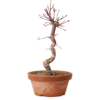 Acer palmatum deshojo, 27 cm, ± 8 ans