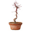 Acer palmatum deshojo, 27 cm, ± 8 anni, con nebari di 3 cm