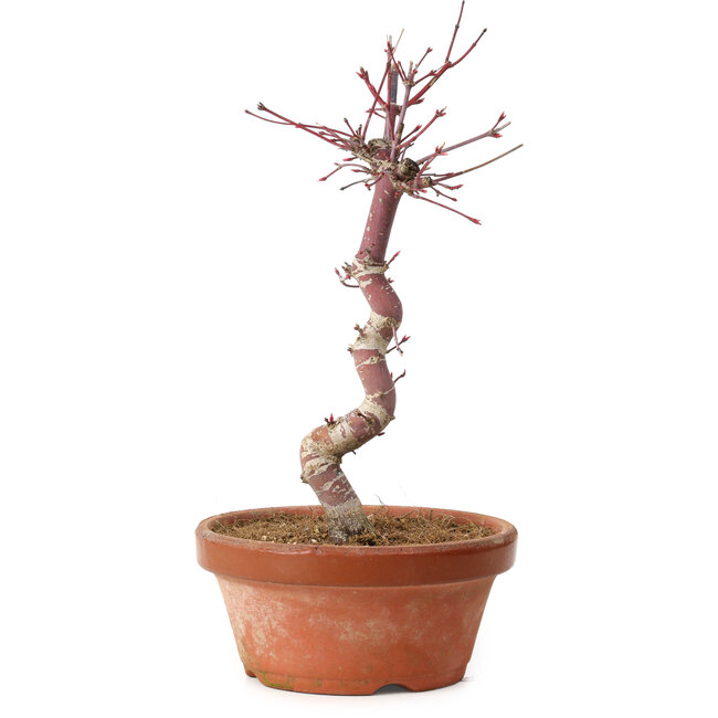 Acer palmatum deshojo, 27 cm, ± 8 años de edad, con un nebari de 3 cm
