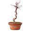 Acer palmatum deshojo, 27 cm, ± 8 anni, con nebari di 3 cm