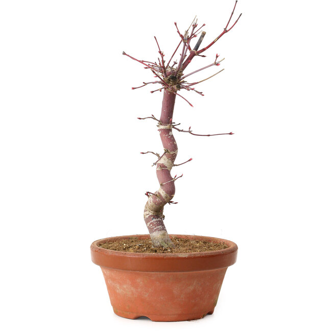 Acer palmatum deshojo, 27 cm, ± 8 ans, avec un nebari de 3 cm