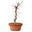 Acer palmatum deshojo, 27 cm, ± 8 Jahre alt, mit einem Wurzelhals von 3 cm