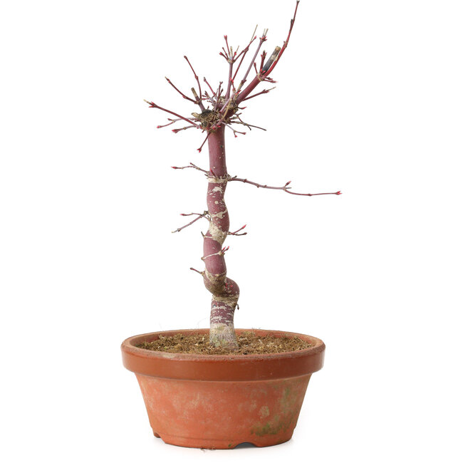 Acer palmatum deshojo, 27 cm, ± 8 ans, avec un nebari de 3 cm