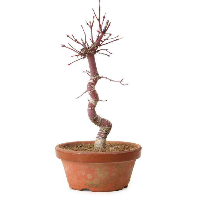 Acer palmatum deshojo, 27 cm, ± 8 years old, with a nebari of 3 cm