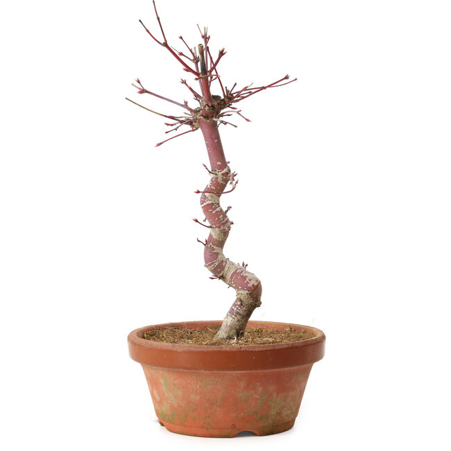 Acer palmatum deshojo, 27 cm, ± 8 jaar oud, met een nebari van 3 cm