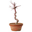 Acer palmatum deshojo, 27 cm, ± 8 anni, con nebari di 3 cm