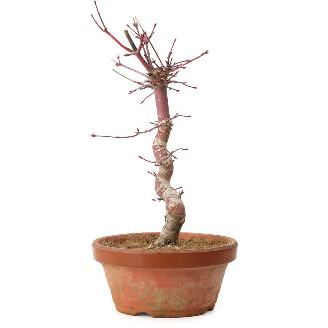 Acer palmatum deshojo, 27 cm, ± 8 ans, avec un nebari de 3 cm