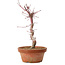 Acer palmatum deshojo, 27 cm, ± 8 years old, with a nebari of 3 cm