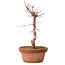 Acer palmatum deshojo, 27 cm, ± 8 years old, with a nebari of 3 cm