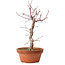 Acer palmatum deshojo, 27 cm, ± 8 years old, with a nebari of 3 cm