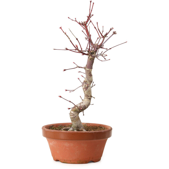 Acer palmatum deshojo, 27 cm, ± 8 years old, with a nebari of 3 cm