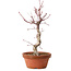 Acer palmatum deshojo, 27 cm, ± 8 años de edad, con un nebari de 3 cm