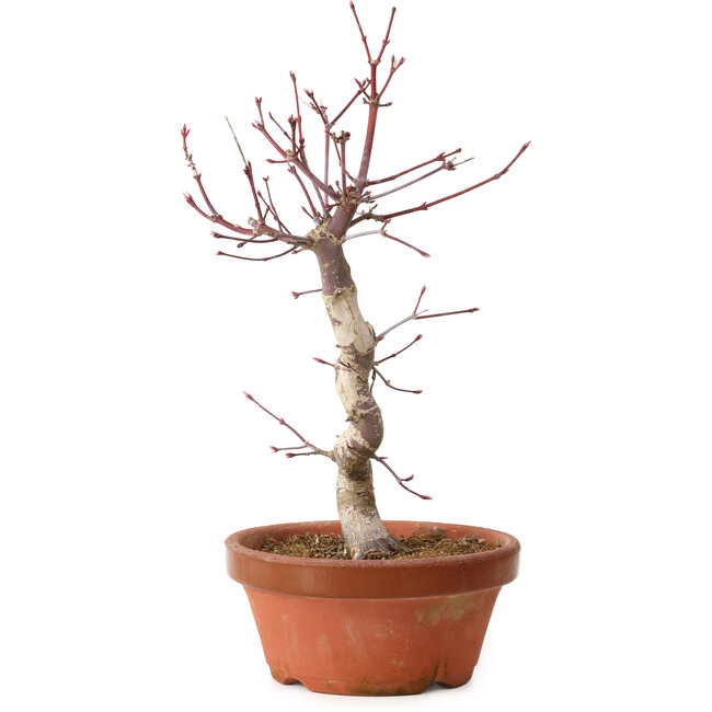 Acer palmatum deshojo, 27 cm, ± 8 years old, with a nebari of 3 cm