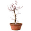 Acer palmatum deshojo, 27 cm, ± 8 Jahre alt, mit einem Wurzelhals von 3 cm