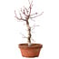 Acer palmatum deshojo, 27 cm, ± 8 years old, with a nebari of 3 cm