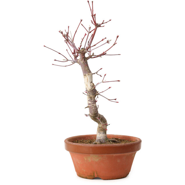 Acer palmatum deshojo, 27 cm, ± 8 anni, con nebari di 3 cm