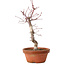 Acer palmatum deshojo, 27 cm, ± 8 anni, con nebari di 3 cm