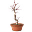 Acer palmatum deshojo, 27 cm, ± 8 años de edad, con un nebari de 3 cm