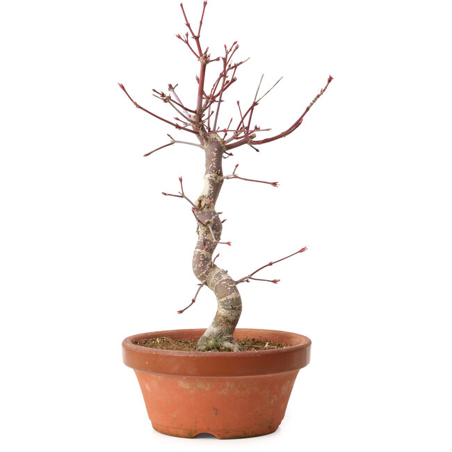Acer palmatum deshojo, 27 cm, ± 8 jaar oud, met een nebari van 3 cm