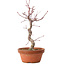 Acer palmatum deshojo, 27 cm, ± 8 Jahre alt, mit einem Wurzelhals von 3 cm