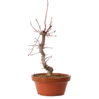 Acer palmatum deshojo, 27 cm, ± 8 anni
