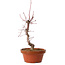 Acer palmatum deshojo, 27 cm, ± 8 Jahre alt, mit einem Wurzelhals von 3 cm
