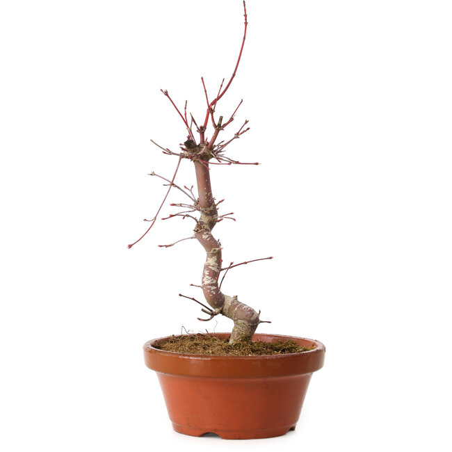Acer palmatum deshojo, 27 cm, ± 8 anni, con nebari di 3 cm