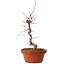 Acer palmatum deshojo, 27 cm, ± 8 Jahre alt, mit einem Wurzelhals von 3 cm
