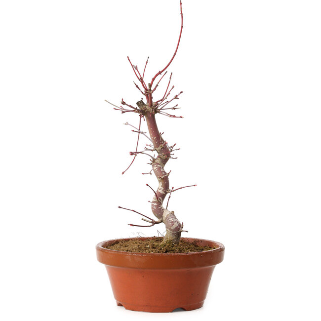Acer palmatum deshojo, 27 cm, ± 8 years old, with a nebari of 3 cm