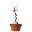 Acer palmatum deshojo, 27 cm, ± 8 ans, avec un nebari de 3 cm