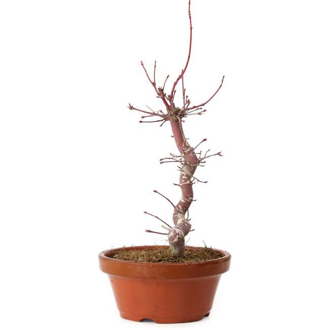 Acer palmatum deshojo, 27 cm, ± 8 Jahre alt, mit einem Wurzelhals von 3 cm