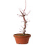 Acer palmatum deshojo, 27 cm, ± 8 años de edad, con un nebari de 3 cm
