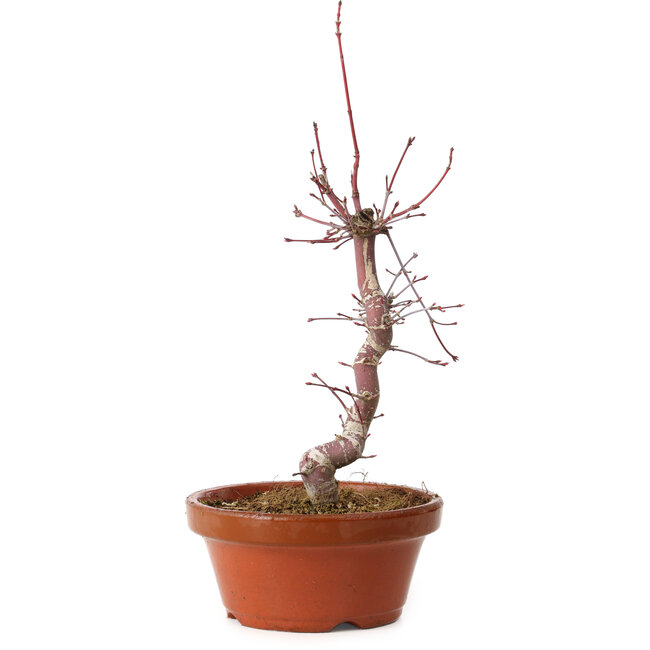 Acer palmatum deshojo, 27 cm, ± 8 Jahre alt, mit einem Wurzelhals von 3 cm