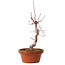 Acer palmatum deshojo, 27 cm, ± 8 years old, with a nebari of 3 cm